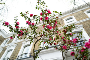 camelia flowers